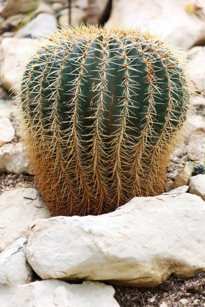 cactus images free downloads